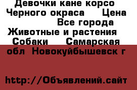 Девочки кане корсо. Черного окраса.  › Цена ­ 65 000 - Все города Животные и растения » Собаки   . Самарская обл.,Новокуйбышевск г.